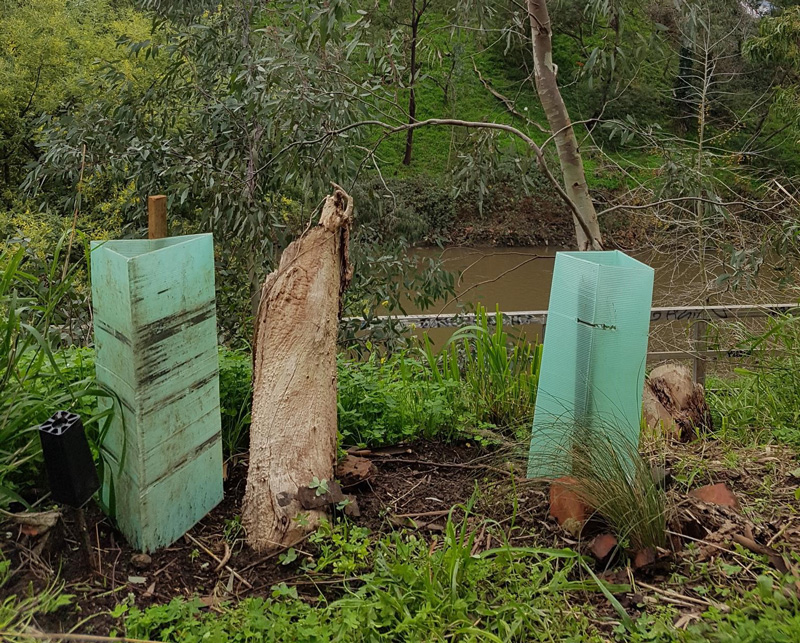Plant one for the Yarra